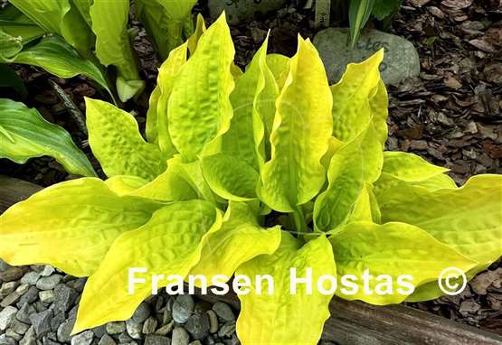 Hosta Indy Fan Favorite